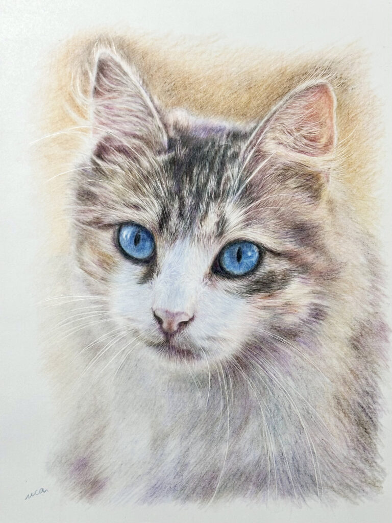 色鉛筆画】青い瞳の猫-フリー画像より- | 結彩の画室